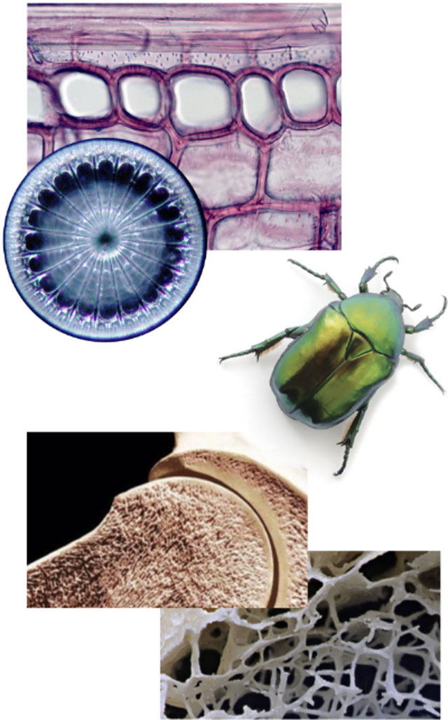 Inspiree de la nature Inspiree de la nature